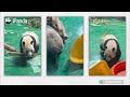 【The Giant Panda Story】Episode 34 Jia Bao, A Mischievous And Funny Boy | iPanda