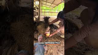 Hoy vas a conocer el periodo de incubacion de una Avestruz🥚🥚 #farm #granja #aves #agro #agrorural