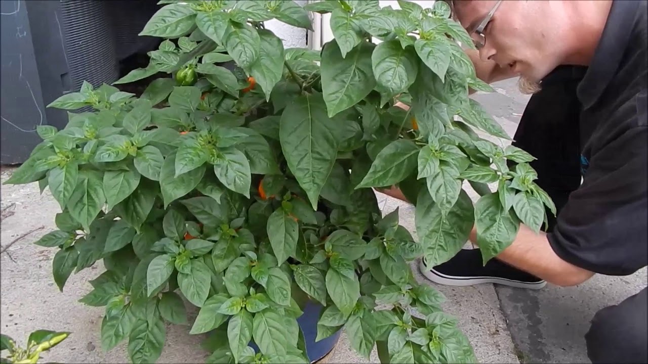 Pepper harvest 8 12 2019 YouTube