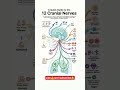 12 Cranial Nerves Made Simple | Anatomy Short 🧠|#shorts #medicalshorts