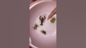 Giải cứu ếch khỏi cua và tôm hùm nghê gớm