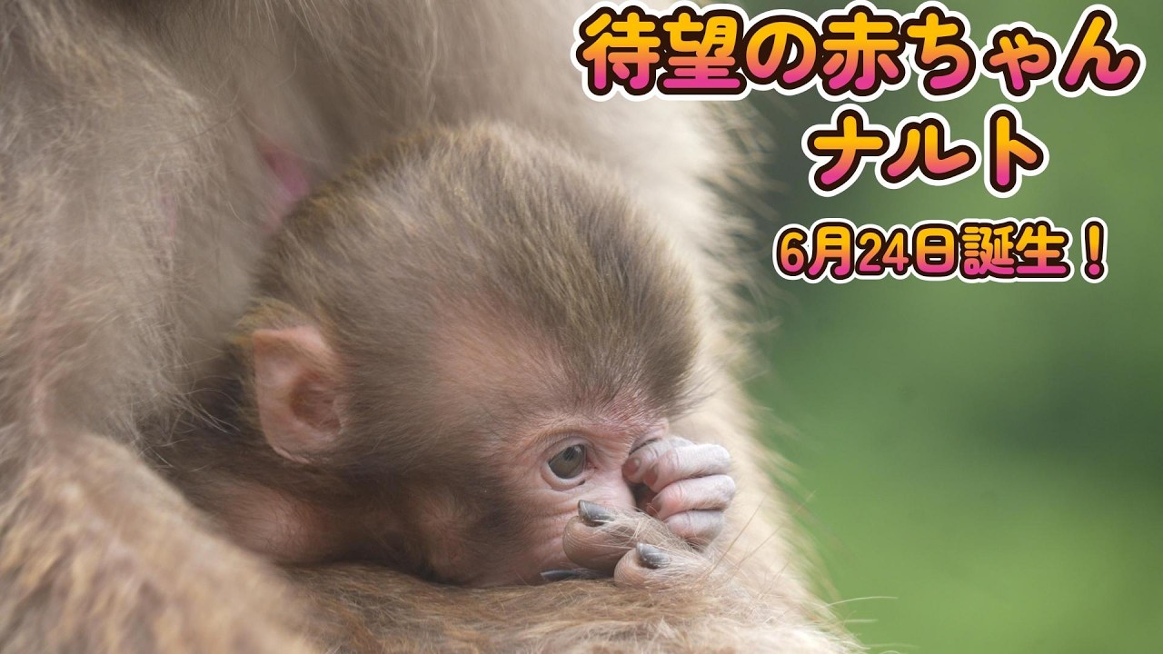 赤ちゃん・ニホンザル・4K動画】2019年組が続々出産！ナルトにも