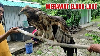 MERAWAT ELANG LAUT YANG SEDANG SAKIT