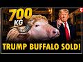 Viral 700kg Buffalo “Donald Trump” Sold in Bangladesh | Owner Reveals Unique Traits Update