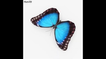 3D Model Morpho Butterfly HD at 3DExport.com