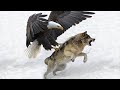 15 Most Deadly Eagle Attacks in the World