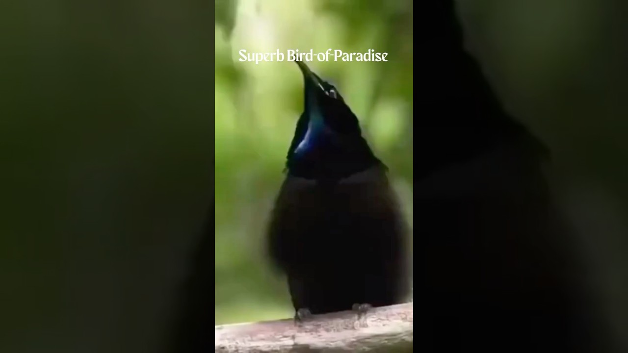 U wont believe what this bird does just to get a date😂 #birds #shorts #amazingfacts #wildlife #new