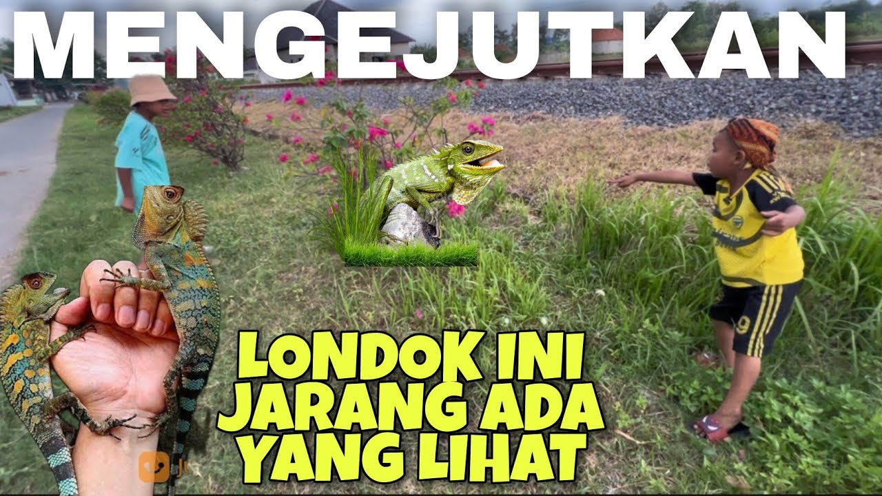 Jarang ada yang tau londok jumbo berkepala merah !! Hunting bunglon taman di spot terbaru #bunglon