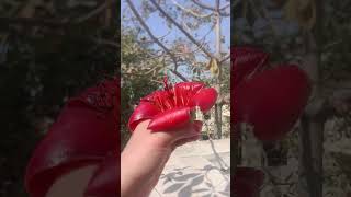 brao kis chej ka fool h?#subscribemychannel #youtubeshorts