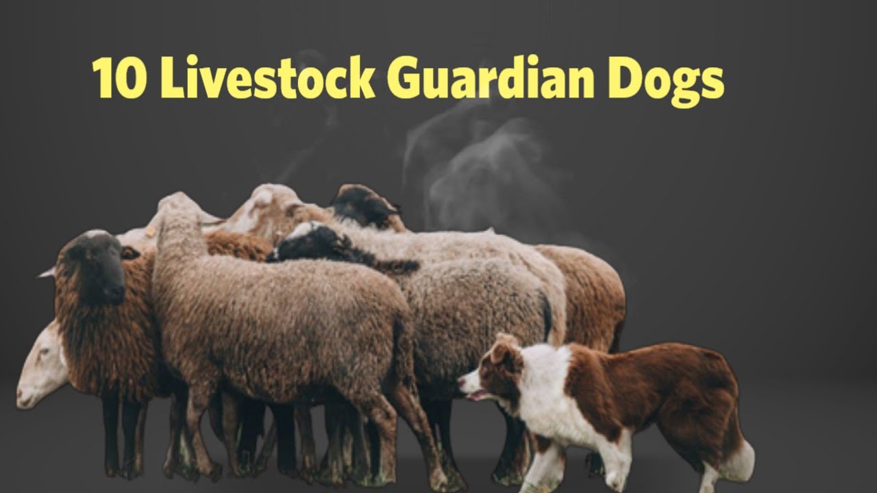 10 Best Guardian Dogs That Protect Your Farm Like a Pro 🐕🐑