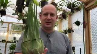 NEW PLANTS IN THE GREENHOUSE! MASSIVE AIR PLANT AND BIG HOYAS