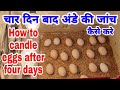           how to candle eggs after four days