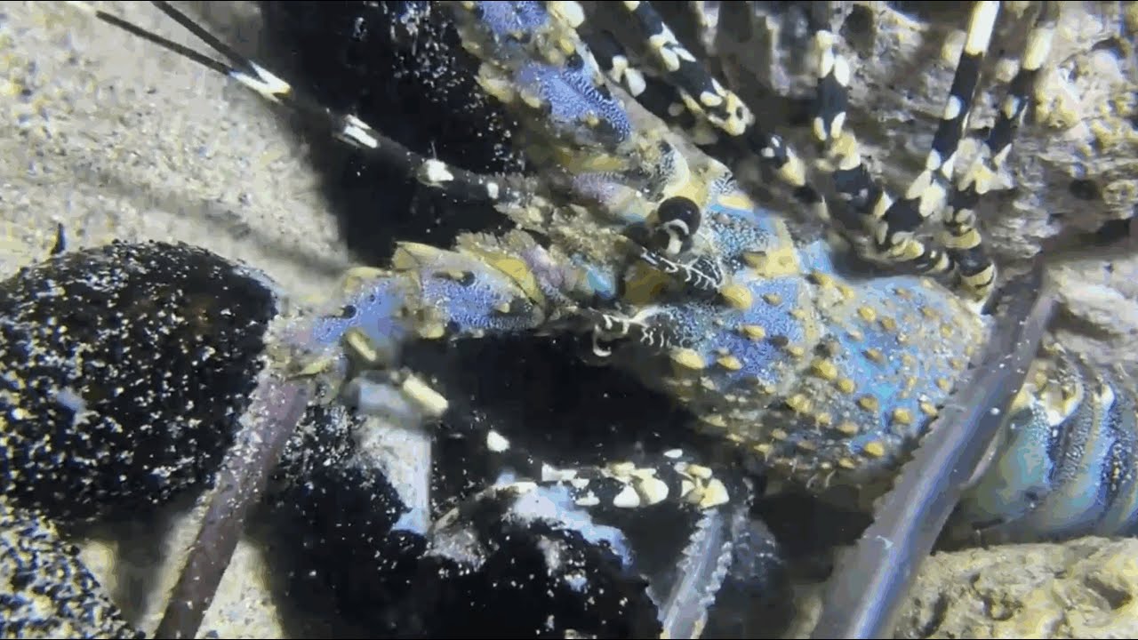 [LIVE NOW]🔴Real-Time Seafloor Fishing! Target: Giant Crabs1230