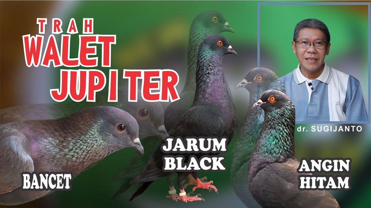 Bancet, Jarum Black, Angin Hitam - Trah Walet Jupiter HR1 Majenang | KANDANG MERPATI