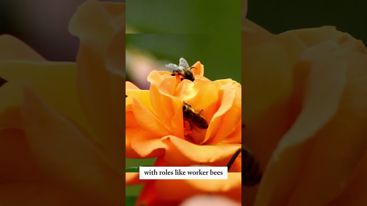 QuickCritterBytes - Episode 2: Busy Bees 🐝 