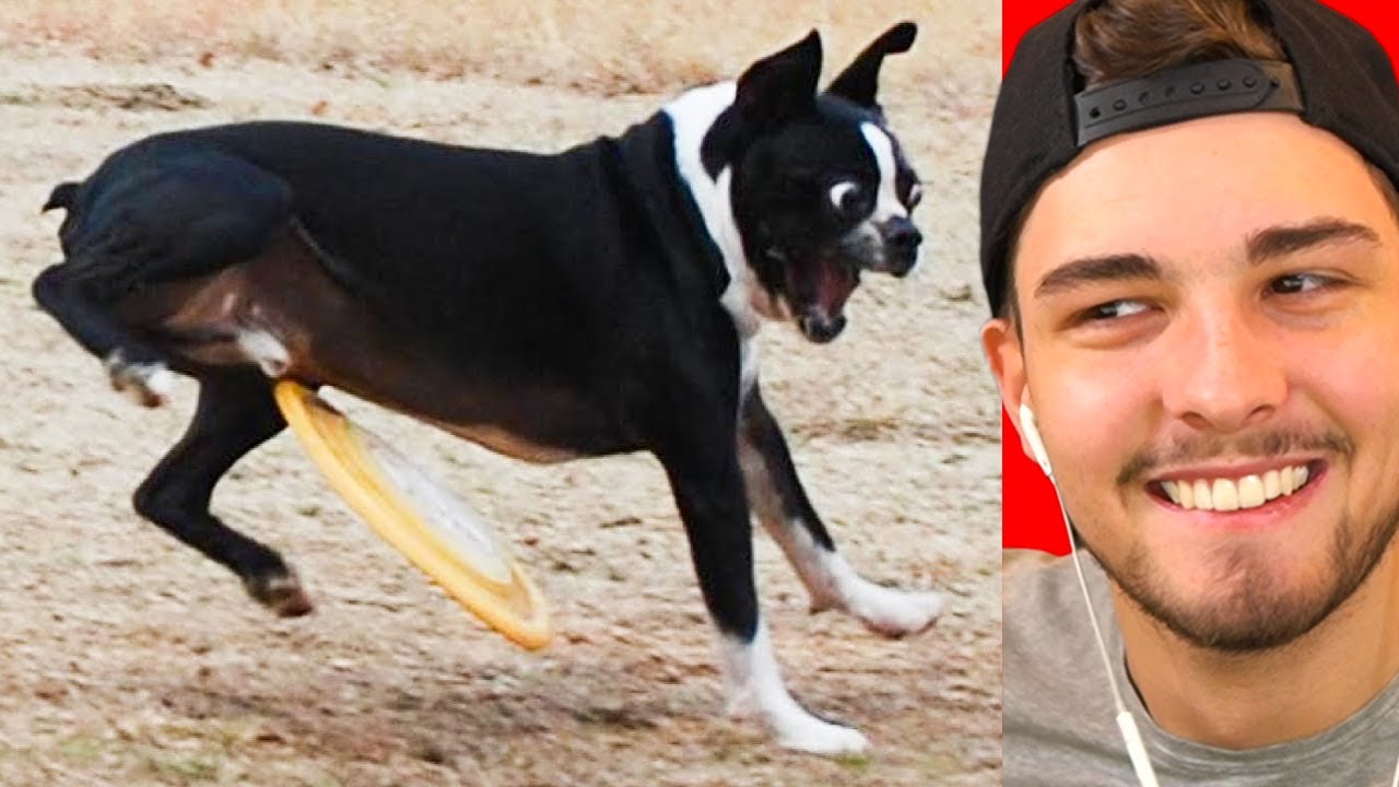 die LUSTIGSTEN TIER Fails der WELT !