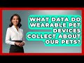 What Data Do Wearable Pet Devices Collect About Our Pets? | TeleVet Talk News