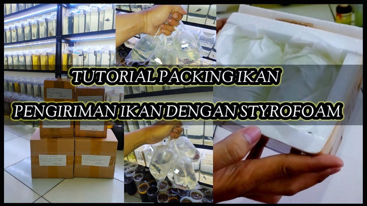 TUTORIAL PACKING IKAN DENGAN BOX STYROFOAM YouTube
