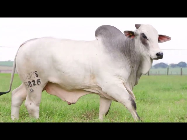 Lote 53   Leilão Trio Bonsucesso   Etapa Touros