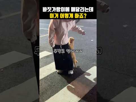 바짓가랑이에 매달리는데 이거 어떻게 하죠?#길냥이 #고양이 thumbnail