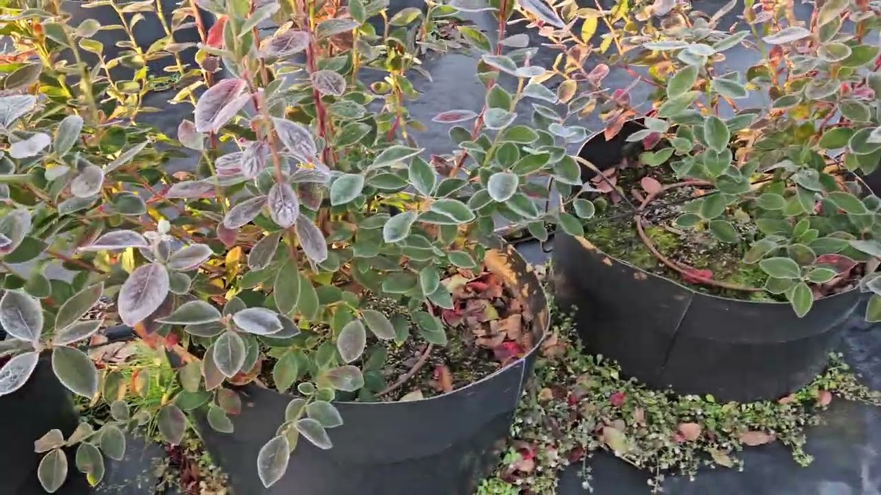 블루베리 노지농장 서리가 맺혀 관찰 하면서 겨울작업을 이야기 하며 영상 공유해 봅니다.