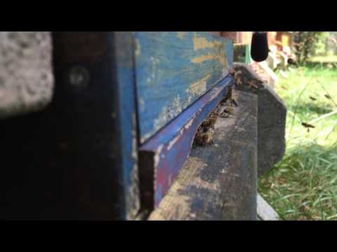 asmr---bee-sound,-bee-and-drone,-bee-buzzing-in-your-ear---bienen-und-drohnen-brummen,-german-bees,