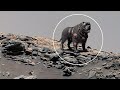 NASA Capture Stunning Images From Perseverance Rover On Mars Sol 1256 Mars Latest Video NASA Capture Stunning Images From Perseverance Rover On Mars Sol 1256 Mars Latest Video