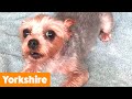 Cutest Yorkies (Yorkshire Terriers) | Funny Pet Videos