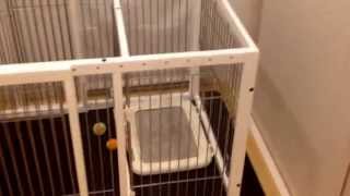 犬サークル