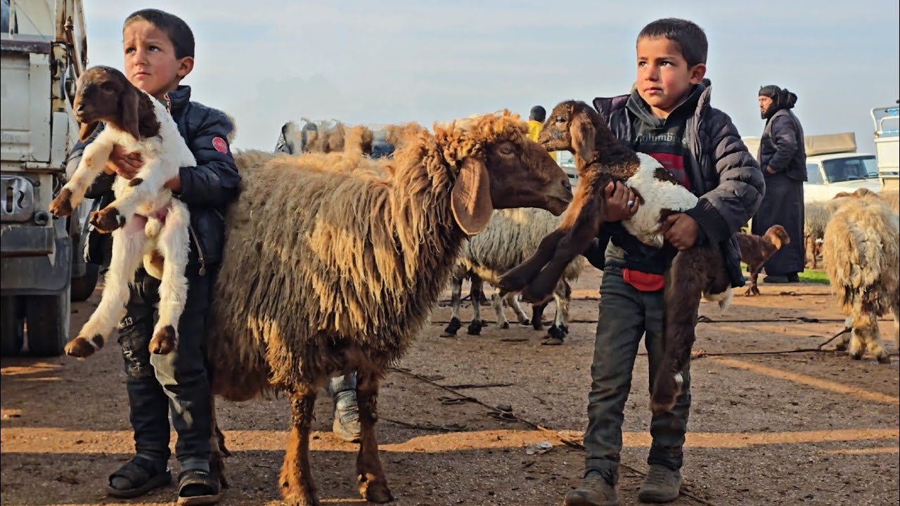 جولة في سوق أغنام مدينة معرة مصرين شمال سوريا،  أسعار اللحم والغنم والماعز والخراف ١٨ فبراير ٢٠٢٥