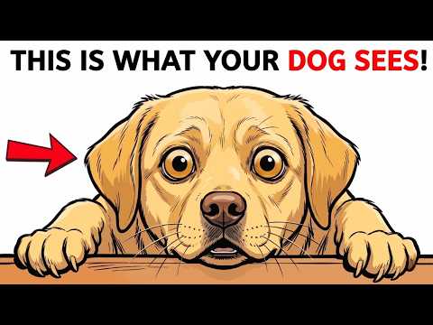 Your Dog Doesn’t See You as Human | understanding dog behavior