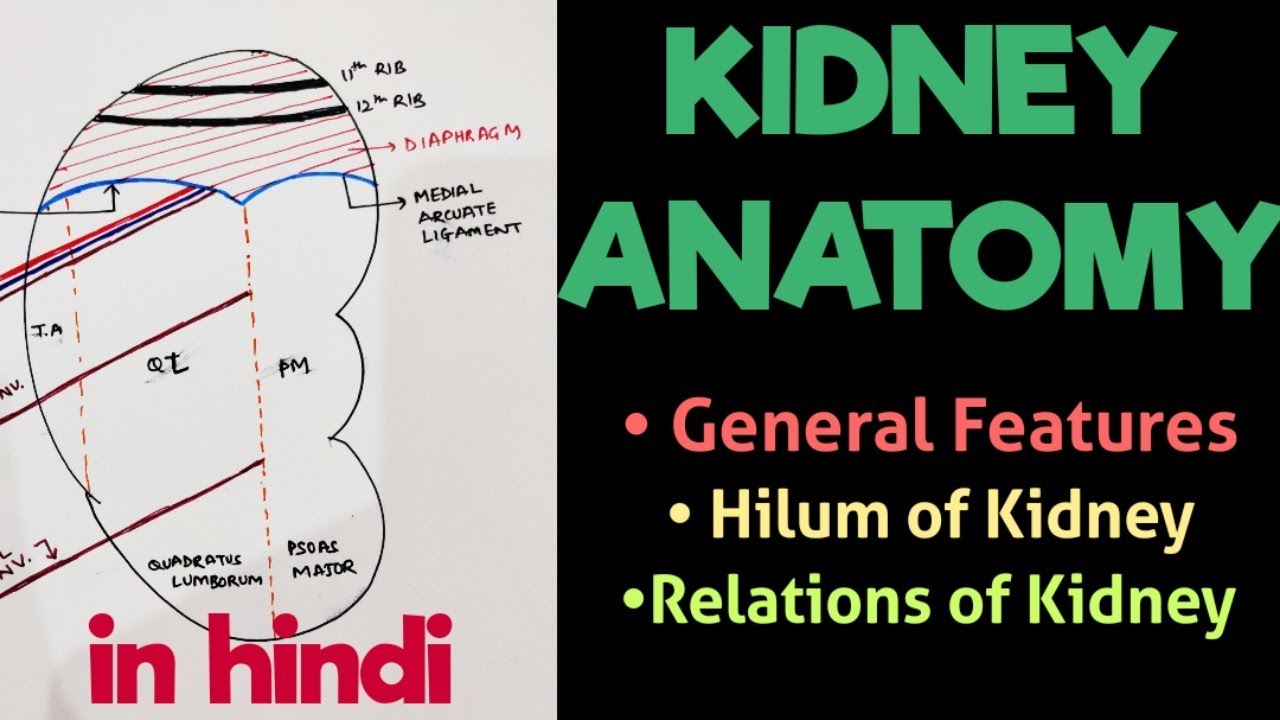 Kidney - Relations & Features | Kidney Anatomy | Abdomen - YouTube