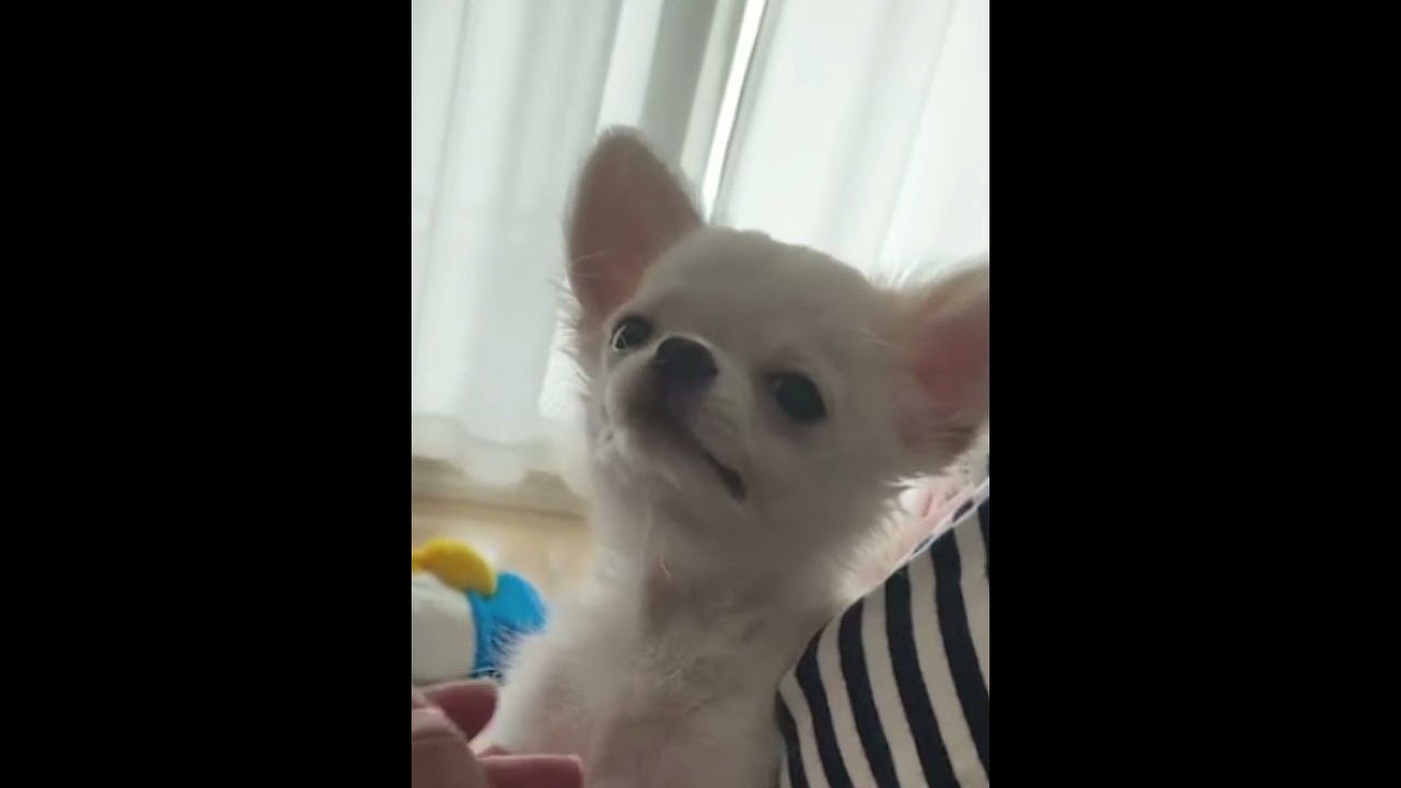 The Reverse Sneeze Syndrome In A Dog 犬の逆くしゃみ Youtube