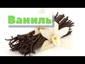 Как это сделано | Ваниль | Vanilla. Madagascar