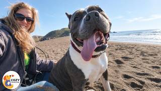 Rescue Dog Won't Stop "Talking" To Her Mom
