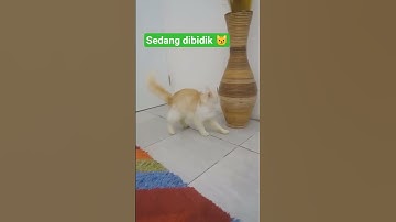 malu malu kucing 🐱#kucing #cat #funny #kucingpersia #shorts
