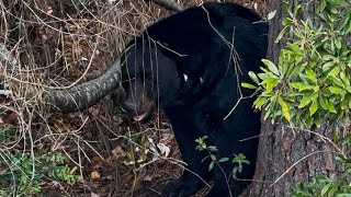 Bear Watching at the Outer Banks!