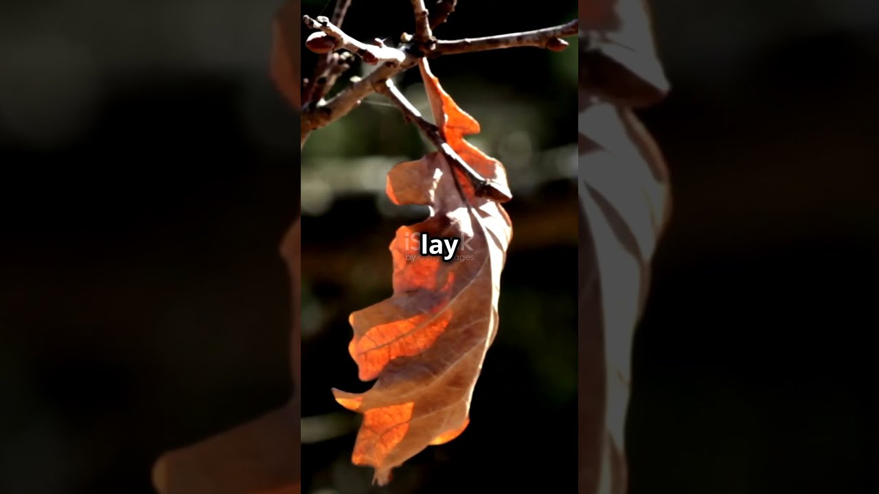 The Last Leaf! A Journey of Transformation!