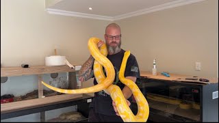 Celebrity Reticulated Python enclosure cleaning. Goldenchild purple albino and Tiger lavender albino 🇿🇦 Net Worth