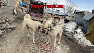 Böyle Gi̇derse Faça Gi̇der Azap Bi̇r Anda Ateşe Çullandi