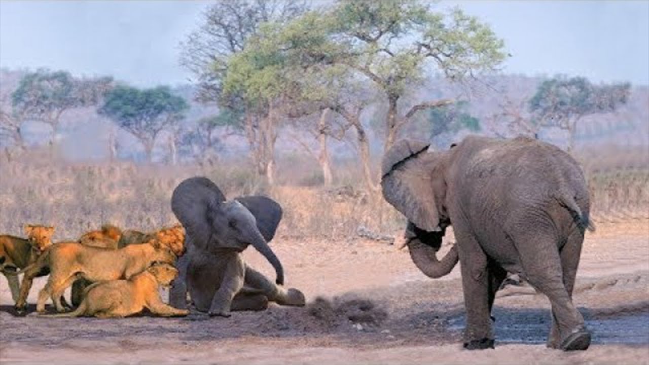 象はライオンハンティングから赤ちゃんゾウを救う ライオン ライノ 象 Youtube