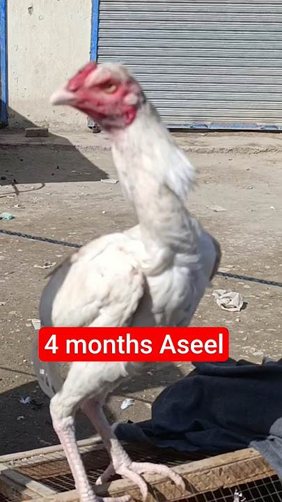 White AseelbMurgha | Aseel Rooster #animals #birds