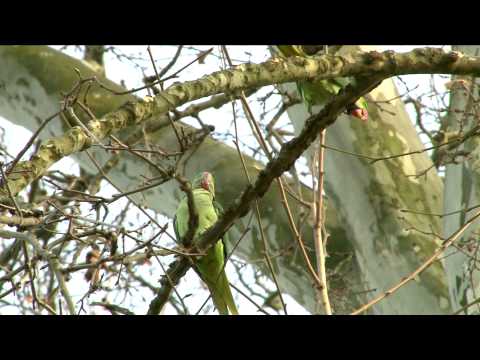 papageien-erobern-deutschland