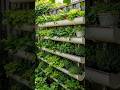 Vertical Gardening: Growing More Food in Less Space 🌱