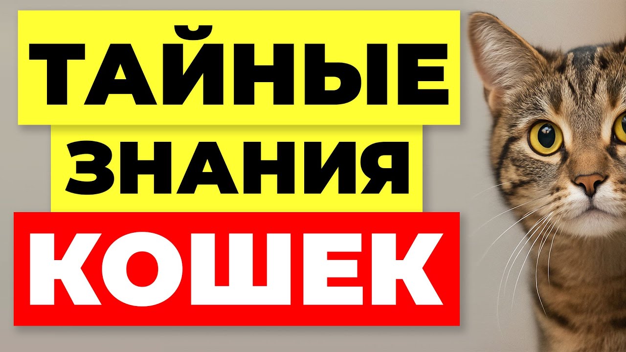 10 ТАЙНЫХ ПРИВЫЧЕК КОШКИ, КОТОРЫЕ РАССКАЗЫВАЮТ О ТЕБЕ ВСЁ!