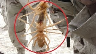 10 Internet Hoaxes That Fooled the World