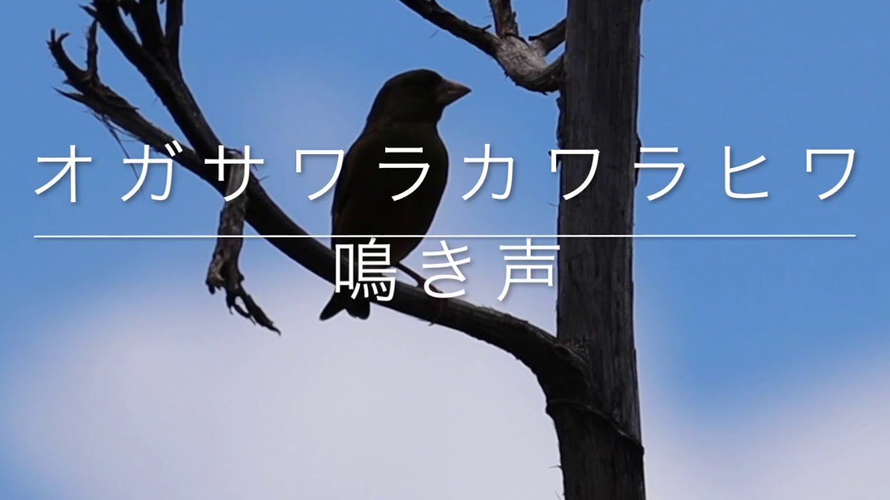 プロフさん専用　木彫りの鳥　オガサワラカワラヒワ オガサワラカワラヒワ、絶滅から救え！ 小笠原諸島、島民らの活動開始