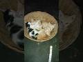 #kitten#catsofyoutube#lovesong