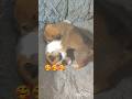 cute puppy 🐕🥰#shortvideo #cutepuppy #ytshorts #shortsfeed #viralshort #dogsound #doglove