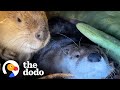 Beaver And Otter Play 24/7 | The Dodo Odd Couples